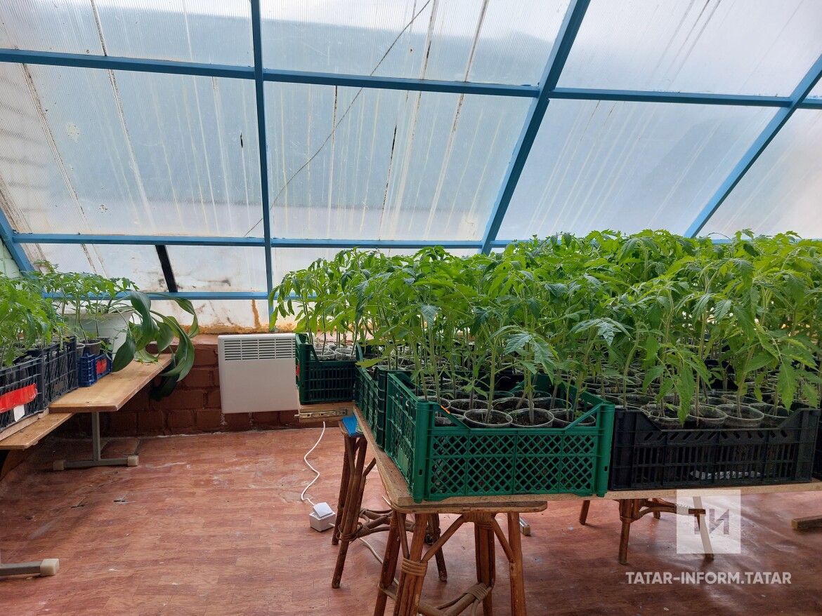 Комыргуҗа мәктәбе үсентеләре