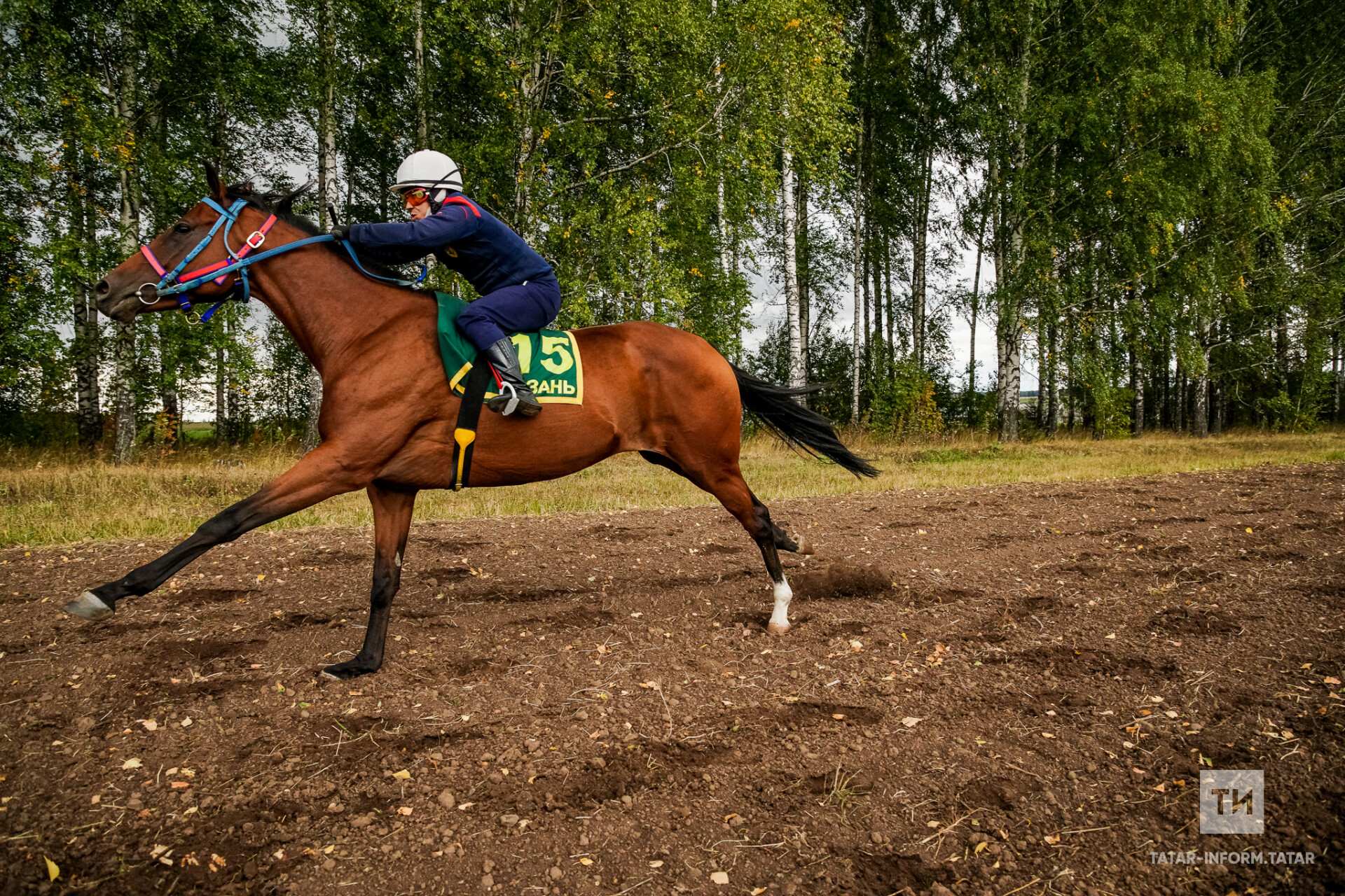 Арчада узачак «Ат көне» фестивалендә татар токымлы атлар аерым ярышачак