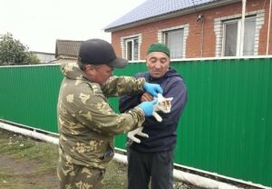 Азнакайда йорт хайваннарына котыру авыруына каршы бушлай прививка ясыйлар