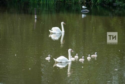 Әлмәттә аккошны коткардылар