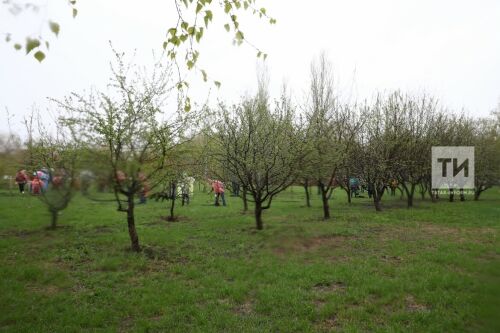 Татарстанда быелгы "Урман атнасы"нда 300 га мәйданда 1,3 млн үсенте утырту планлаштырыла 