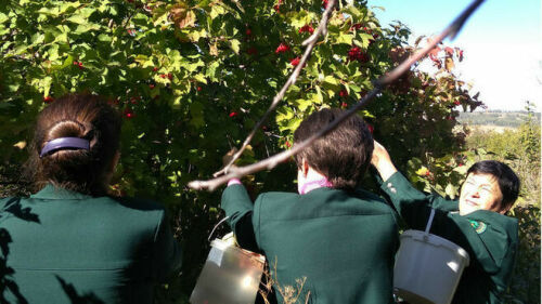 Баулы урманчылары "Урман атнасы"нда булачак үсентеләр өчен орлык җыйган