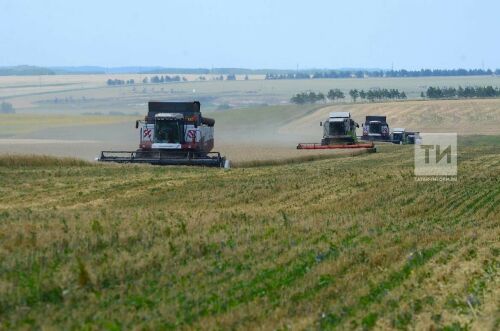 Әлмәттә урып-җыю эшләре азагына якынлашты