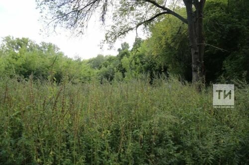 Әлмәт районында бер гөмбәче адашкан