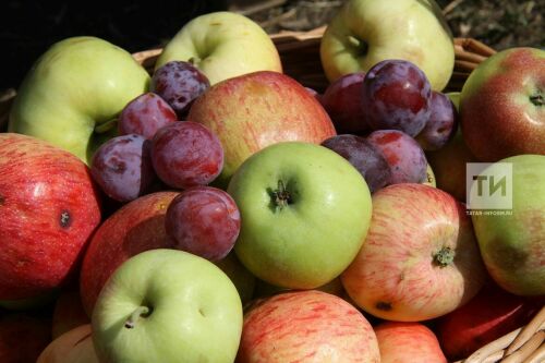 Татарстанга Урта Азиядән китерелә торган яшелчә, җиләк-җимеш күп очракта зарарланган була