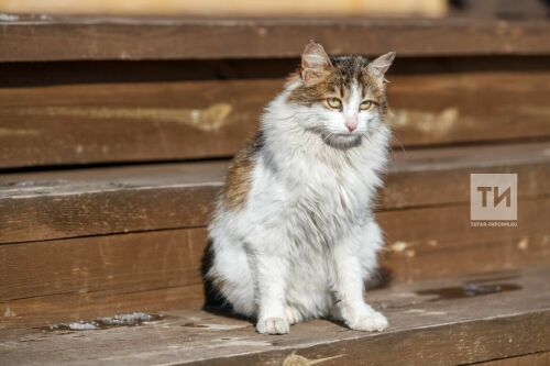 Түбән Камада волонтерлар песиләр һәм этләргә хуҗалар эзләү буенча сайт ачкан