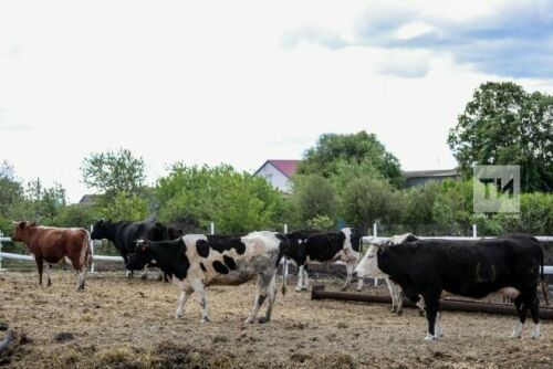 Әлмәт фермасында сыерларга массаж ясыйлар