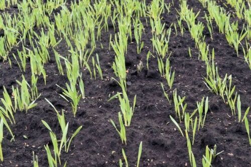 Түбән Камада язгы чәчү 99 процентка төгәлләнгән