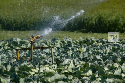 Бакчаларда суны лицензиясез куллану срогын арттыру турында мөрәҗәгать эшләнгән 