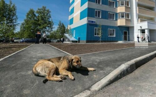 Түбән Камада иясез хайваннар мәсьәләсе буенча фикер алышу үтәчәк