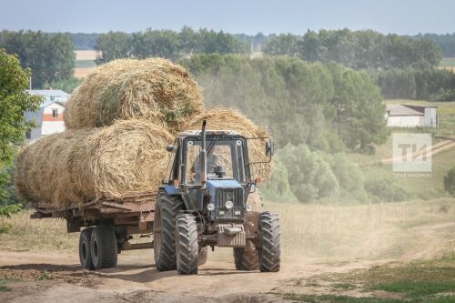 Татарстанда 250 мең тонна печән һәм 1,2 миллион тонна сенаж әзерләнгән