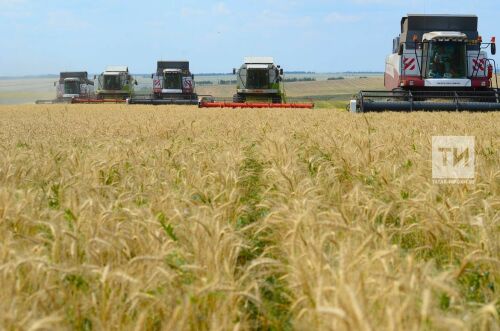 Авыл хуҗалыгы министрлыгы Татарстан басуларында янгыннарны кисәтергә чакыра