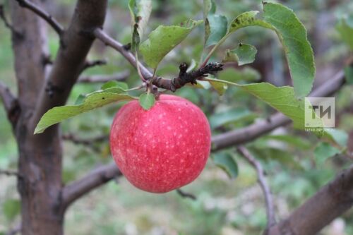 Түбән Камада карт алмагачлар урынына яңаларын утыртачаклар