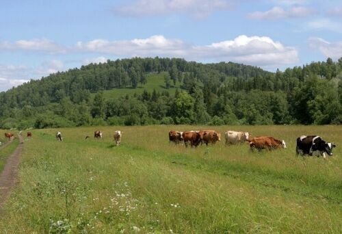 Түбән Камада республика буенча уртача күрсәткечтән 2 литрга артыграк сөт савыла