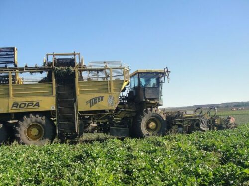 Зәй шикәр заводы 100 меңгә якын тонна чимал кабул итте