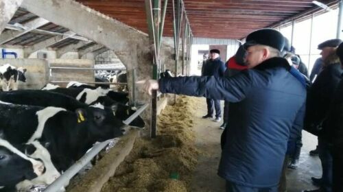 Биектау аграрийлары эре мөгезле терлекләр савымы буенча тәҗрибә уртаклашты