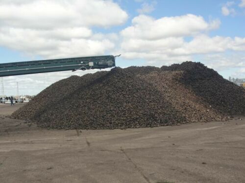 Зәй шикәр заводы 700 мең тоннадан артык татлы тамыразык кабул иткән