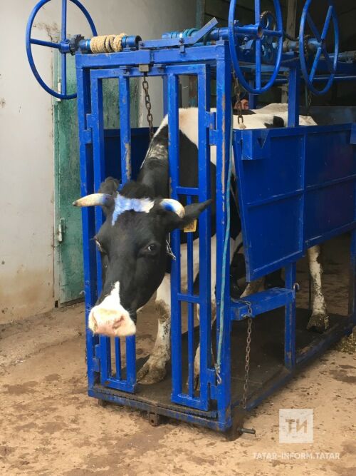 Кукмараның мал табиблары терлекләрнең тоякларын дөрес итеп дәваларга өйрәнде