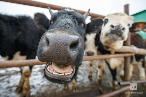 Быел Татарстанда сөт җитештерү узган ел белән чагыштырганда шактый арткан