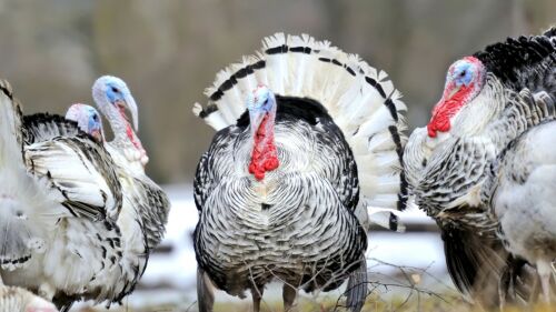 Кукмара фермеры грант акчасына 13 меңнән артык күркә үстереп саткан