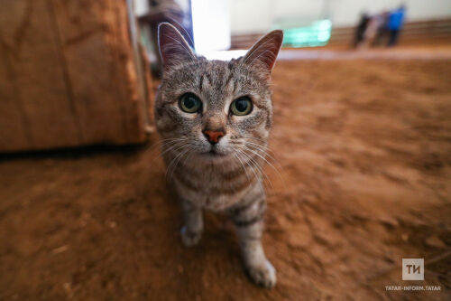 Covid-19 белән авыручыларга йорт хайваннарына якын килми торырга киңәш иттеләр