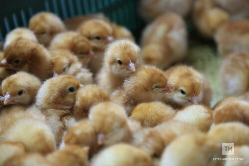 Татарстан фермерларына терлекләрен иминиятләштерү өчен дәүләт ярдәме бирелә