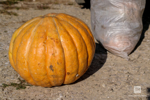 Казанда терлекләргә ашату өчен кабак җыялар