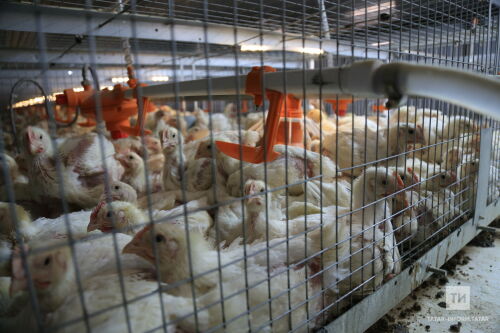 Татарстанда тикшерелгән кошчылык фабрикаларында кагыйдәләр бозылуы ачыкланган