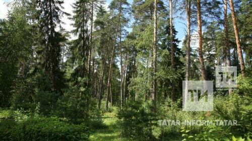 Саба урман орлыкчылык үзәгендә имән үстерү линиясен ачу ниятләнә