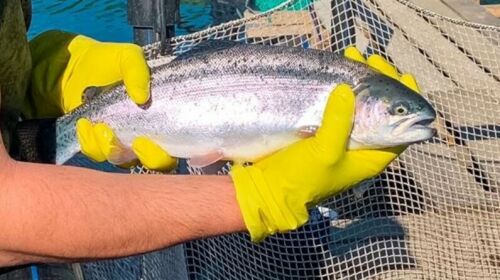 Лениногорск районында керкә балыгы үстерү буенча гаилә фермасы ачканнар