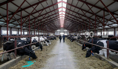 Марат Җәббаров: Хайваннарга паспорт ясау ферма процесслары белән идарәдә файдалы 