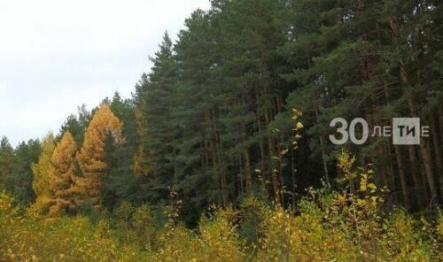 Урман хуҗалыгы министрлыгы урманнарга барудан тыелып торырга киңәш итте