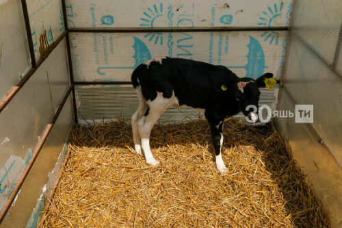 Татарстанда 200ләп бозауга паспорт ясалган