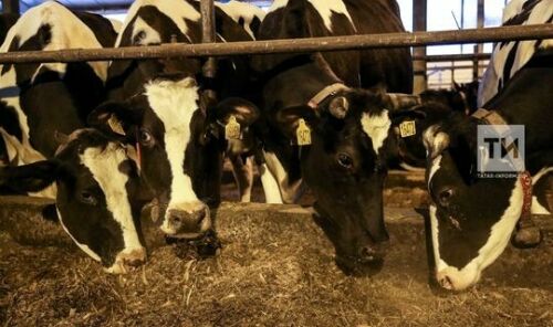 Алмаз Хисаметдинов: Терлекнең организмы сәламәт булса, туберкулез куркынычы аз яный