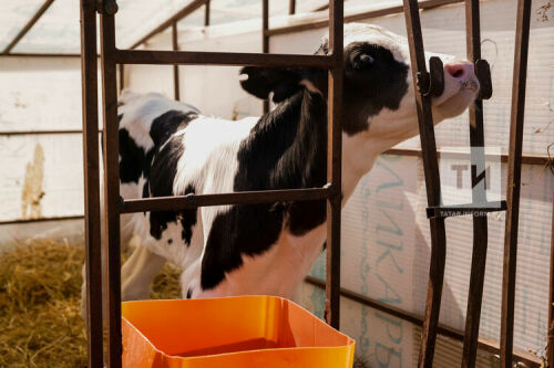 Татарстанда бозаулар күп үлгән районнар билгеле