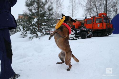 Киләсе елдан җанварларны төрле тамашаларда куллану өчен лицензия кирәк булачак