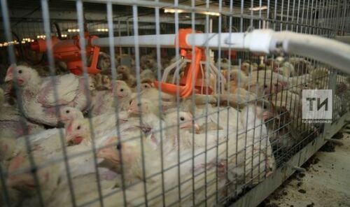 Татарстанда Африка дуңгыз чумасы, кош гриппы куркынычы аз булган хуҗалыклар билгеле