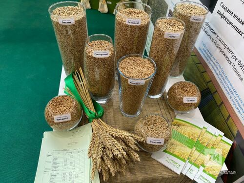 Марат Җәббаров: Игенчелек продукциясе күләмен биш процентка арттыру бурычы тора