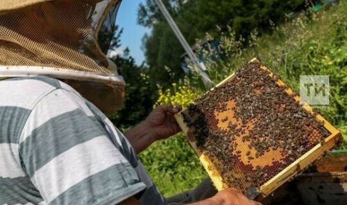 Хуҗалыклар басуга агу сибәргә чыгу вакытын умартачыларга хәбәр итеп торачак