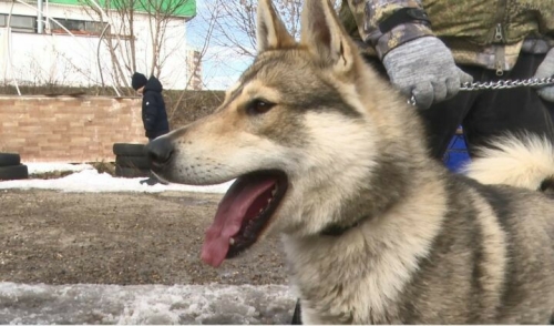 Түбән Камада аучы этләр күргәзмәсе булды