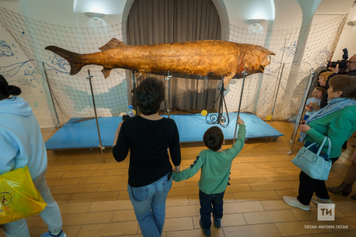 Татарстан Милли музееның 128 еллыгында илдәге иң зур кырпы балыгын тәкъдим иттеләр