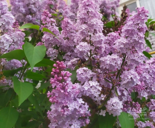 Түбән Камада Бакый Урманче урамында сирень бакчасы барлыкка киләчәк