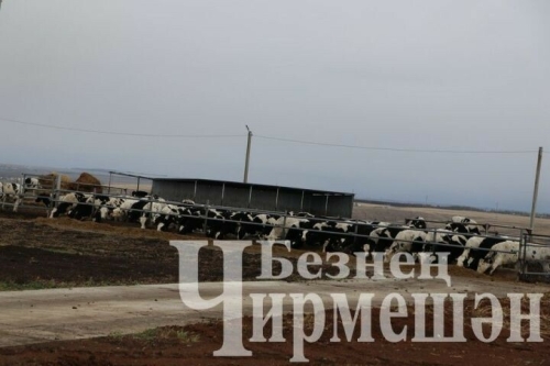 Чирмешәннең «Ильхан» җәмгыятенә былтыр 300 баш тана алганнар