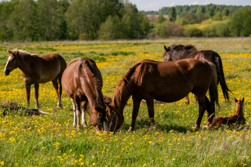Татарстанда сирәк токымлы атлар фермасын үстерәләр