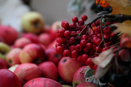 Казанда 13 сентябрьдән көзге авыл хуҗалыгы ярминкәләре эшли башлый