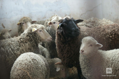 Әгерҗе фермеры Тәлгать Муллануров: Кәҗә өчен субсидия бар, ә сарыклар һаман күләгәдә