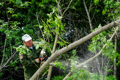 Менә нинди икән ул, Америка өрәңгесе! Татарстанда чит үсемлекләргә каршы көрәш башлана