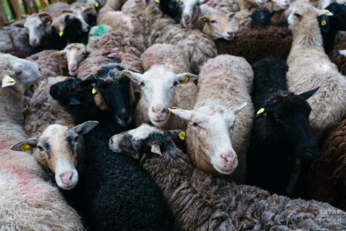 Ветеринария идарәсе Корбан бәйрәменә сарыкларны Татарстанда сатып алырга чакырды