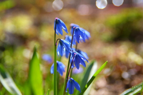 Адвокат нинди язгы чәчәкләр җыйган өчен җинаять җаваплылыгы янавын аңлатты