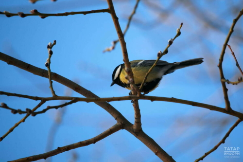 Казанда 2020 елда куелган температура рекорды яңартылды
